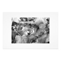 Grapevine00 Photographic Print