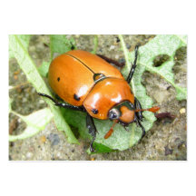 Grapevine Beetle ~  ATC Business Card Template