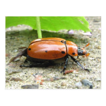 Grapevine Beetle ~ postcard