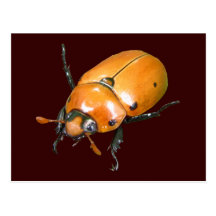 Grapevine Beetle ~ postcard