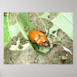 Grapevine Beetle ~ print