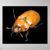 Grapevine Beetle ~ print