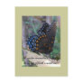 Grapevine Butterfly