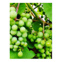 Grapevine Green Post Card