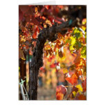 Grapevine in Autumn Fall Greeting Cards