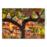 Grapevine in Autumn Fall