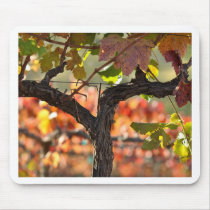 Grapevine in Autumn Fall
