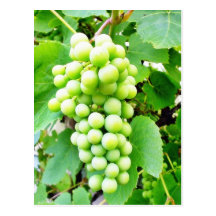 Grapevine Post Card