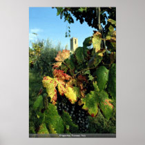 Grapevine, Tuscany, Italy Print