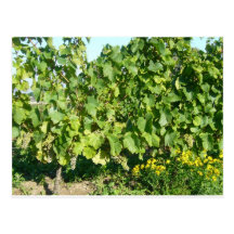 Grapevines at Saumur FRANCE Post Cards
