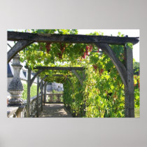 Grapevines at Villandry Print