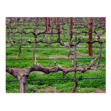 Grapevines at Winery Postcard
