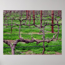 Grapevines at Winery Poster
