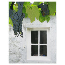 Grapevines Custom Flyer
