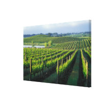 Grapevines in neat rows in California's Napa Gallery Wrapped Canvas