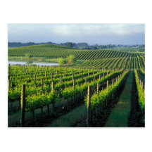 Grapevines in neat rows in California's Napa Postcard