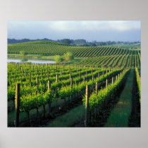 Grapevines in neat rows in California's Napa
