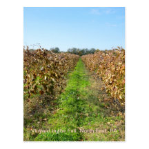 Grapevines in North East PA Post Card