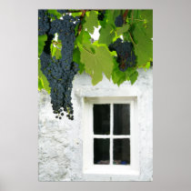 Grapevines Print