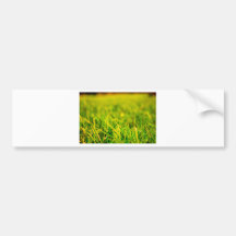 Grass at Sunset Bumper Stickers