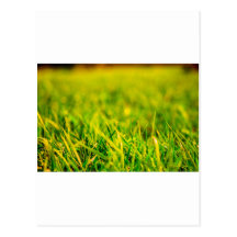 Grass at Sunset Postcards