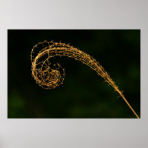 Grass Close up poster!