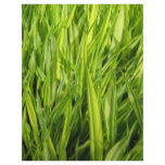 grass flyers