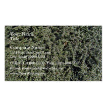 Grass growing on dry soil business cards