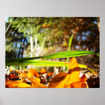 Grass in the a sunny forest poster