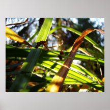 Grass in the a sunny forest poster