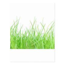 Grass Postcard