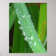 Grass Roots Rain Drop Journey Print