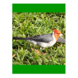 Grass with Brazilian Cardinal Post Card