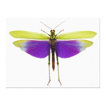 Grasshopper Caelifères Locust Titanacris Albipes Stretched Canvas Prints