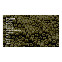 Grasshopper - sound organ business card templates