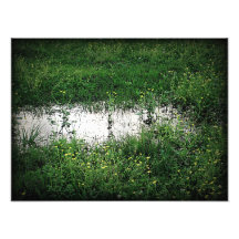 Grassy Puddle Photo Print