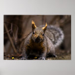 Gray Squirrel - print