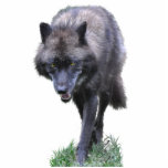 GRAY WOLF (sculpted) Wildlife Gift Acrylic Cut Outs