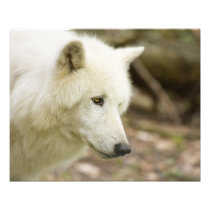 graywolf