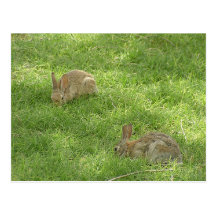 Grazing Bunnies Postcard
