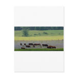 Grazing Cattle PostCard
