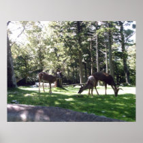 Grazing Deer Posters