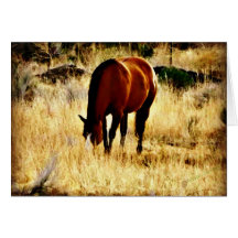 Grazing Horse Greeting Cards