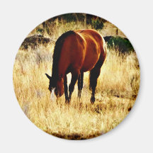 Grazing Horse Magnet