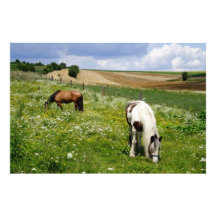 Grazing horses art photo