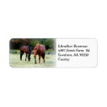 Grazing Horses on Field Labels