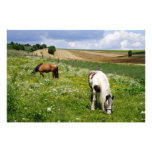 Grazing horses art photo