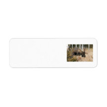 Grazing Moose Return Address Label
