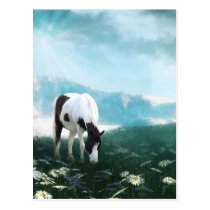 Grazing paint horse postcards