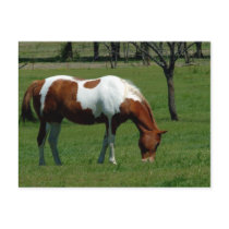 Grazing Pinto Post Cards